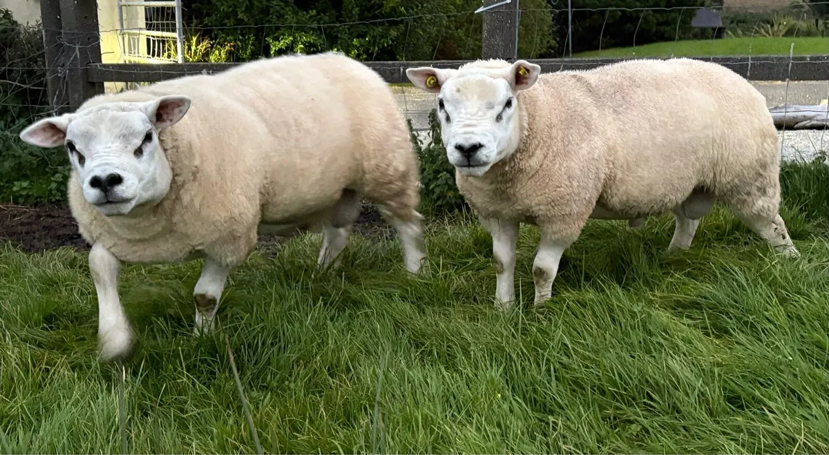 Texel Rams - Image 1