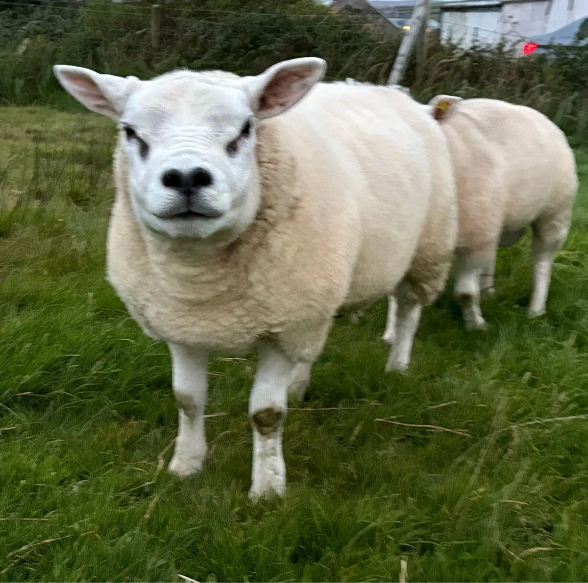 Texel Rams - Image 2