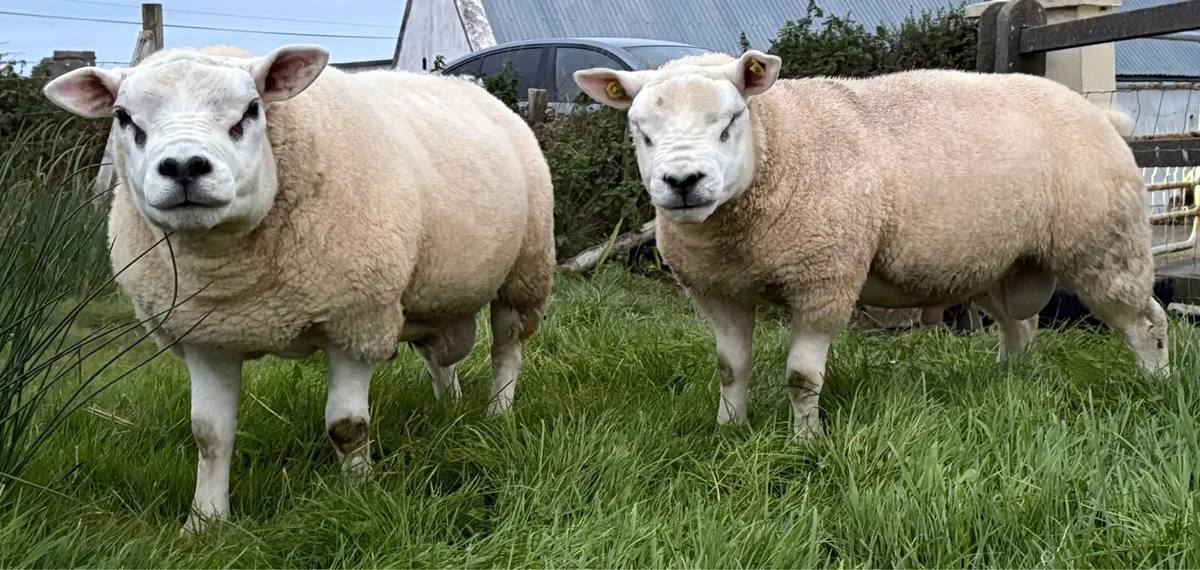 Texel Rams - Image 3