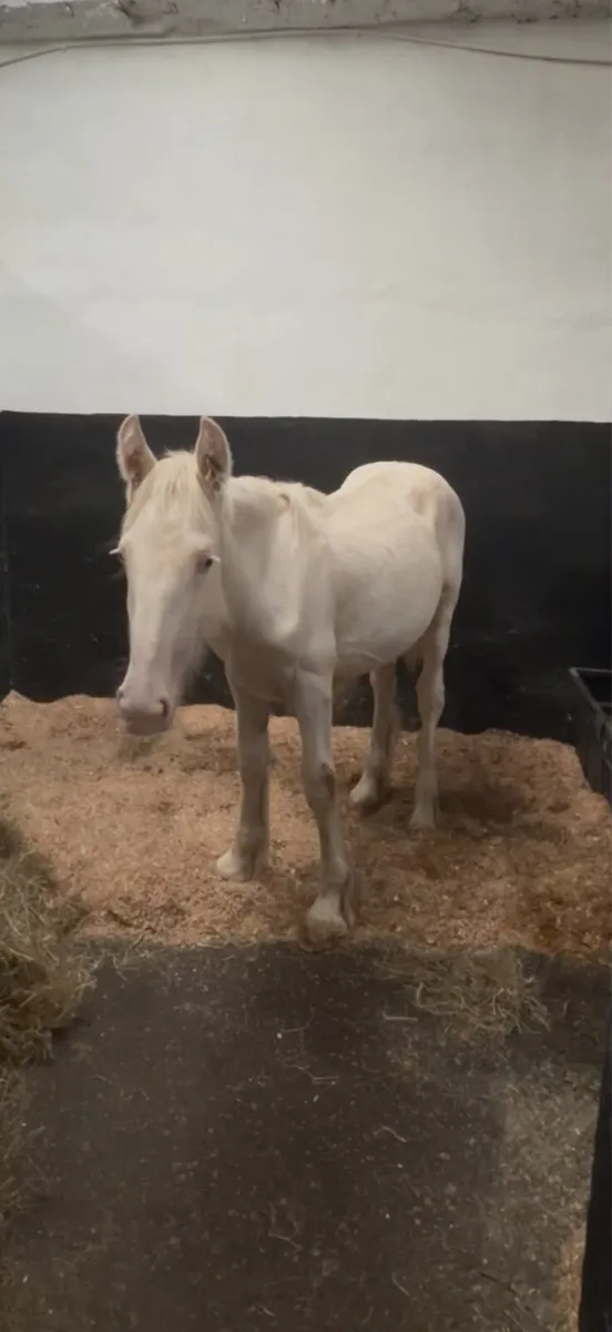 Cremello filly - Image 1