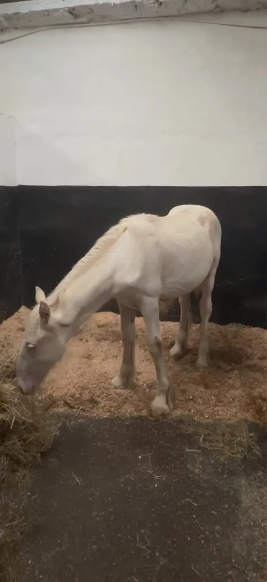 Cremello filly - Image 2