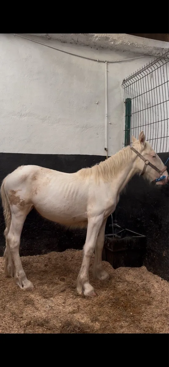 Cremello filly - Image 3