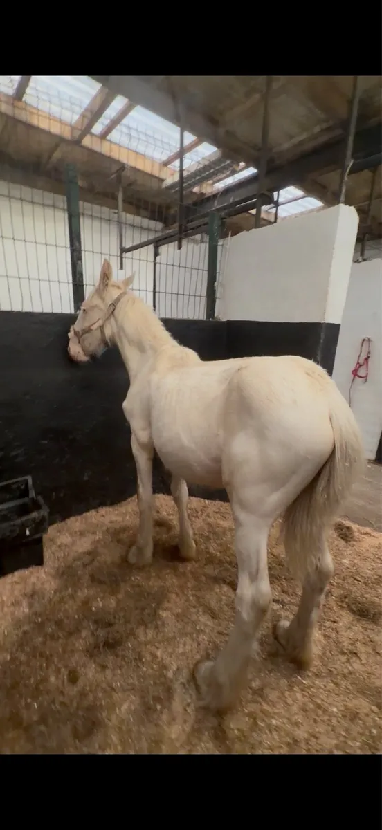 Cremello filly - Image 4