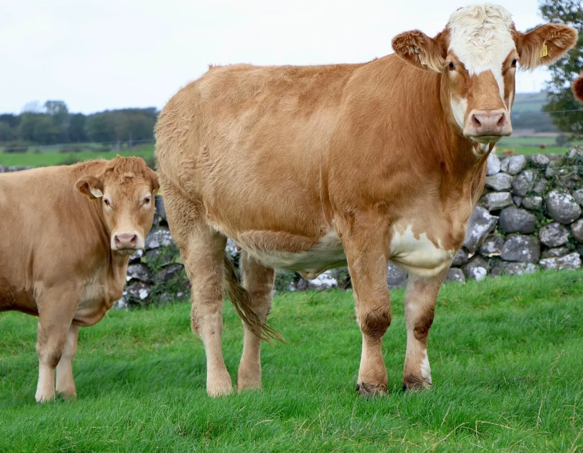 In Calf Heifers - Image 3