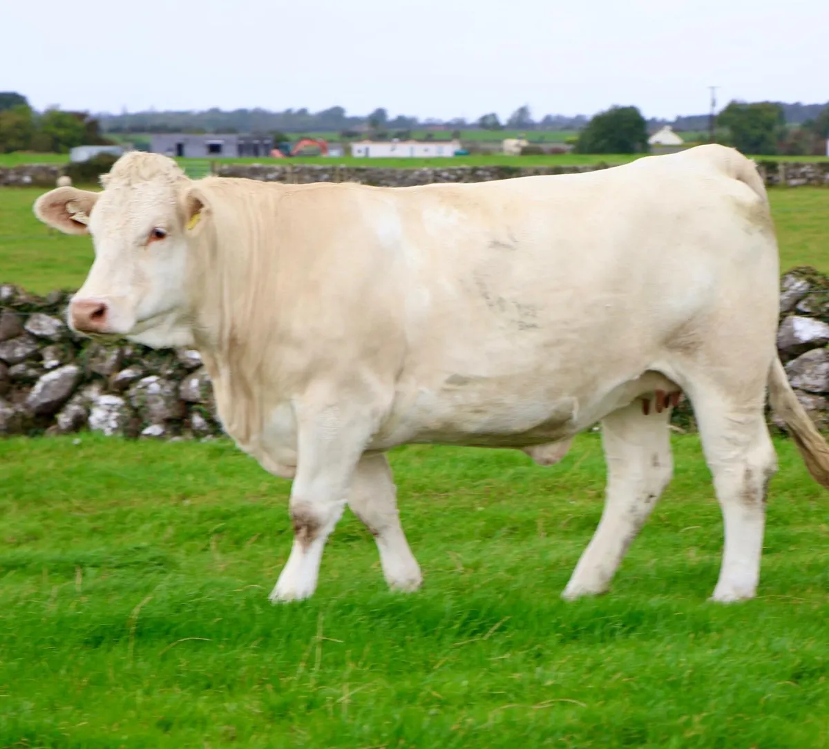 In Calf Heifers - Image 4