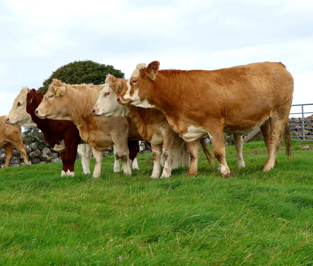In Calf Heifers - Image 2