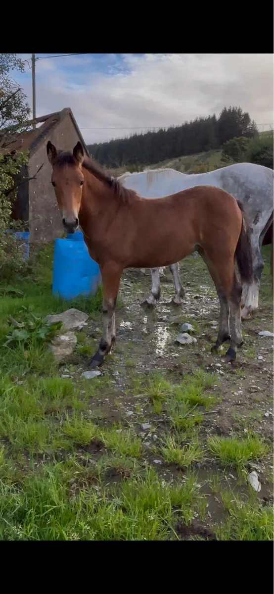 Quality Irish Draught Filly Foals - Image 3