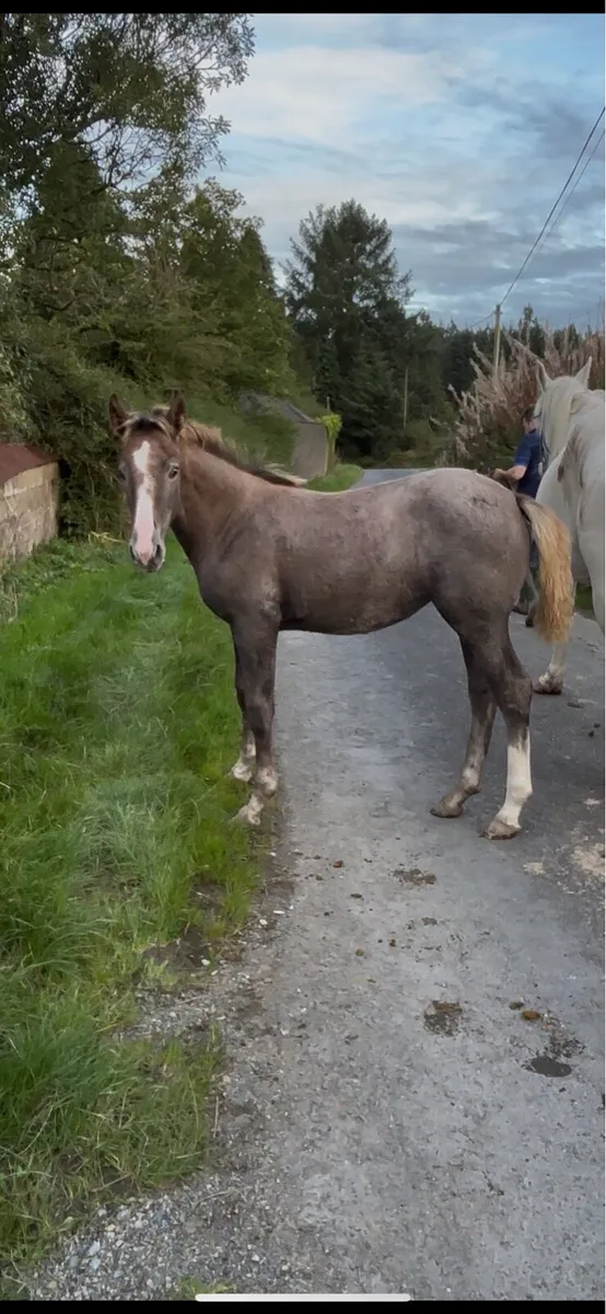 Quality Irish Draught Filly Foals - Image 4