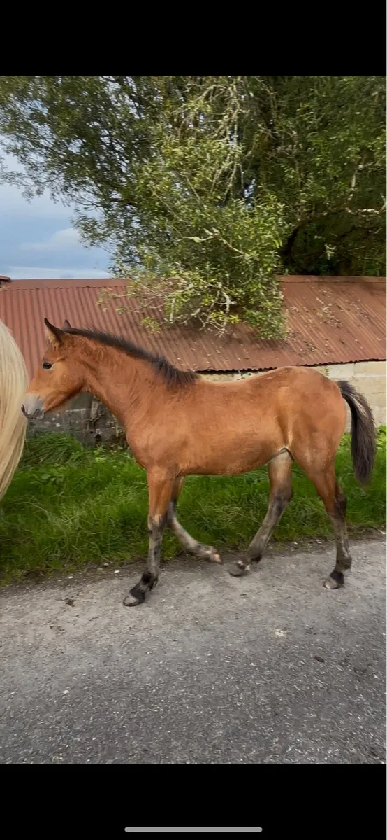 Quality Irish Draught Filly Foals - Image 2