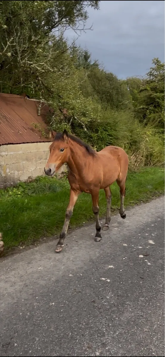 Quality Irish Draught Filly Foals - Image 1