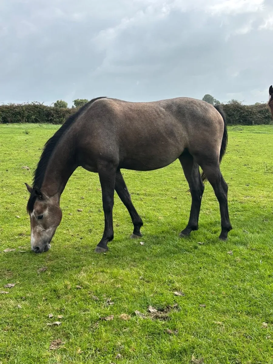 Sport Horse - Image 2