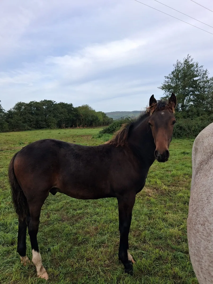 Bay colt foal - Image 2
