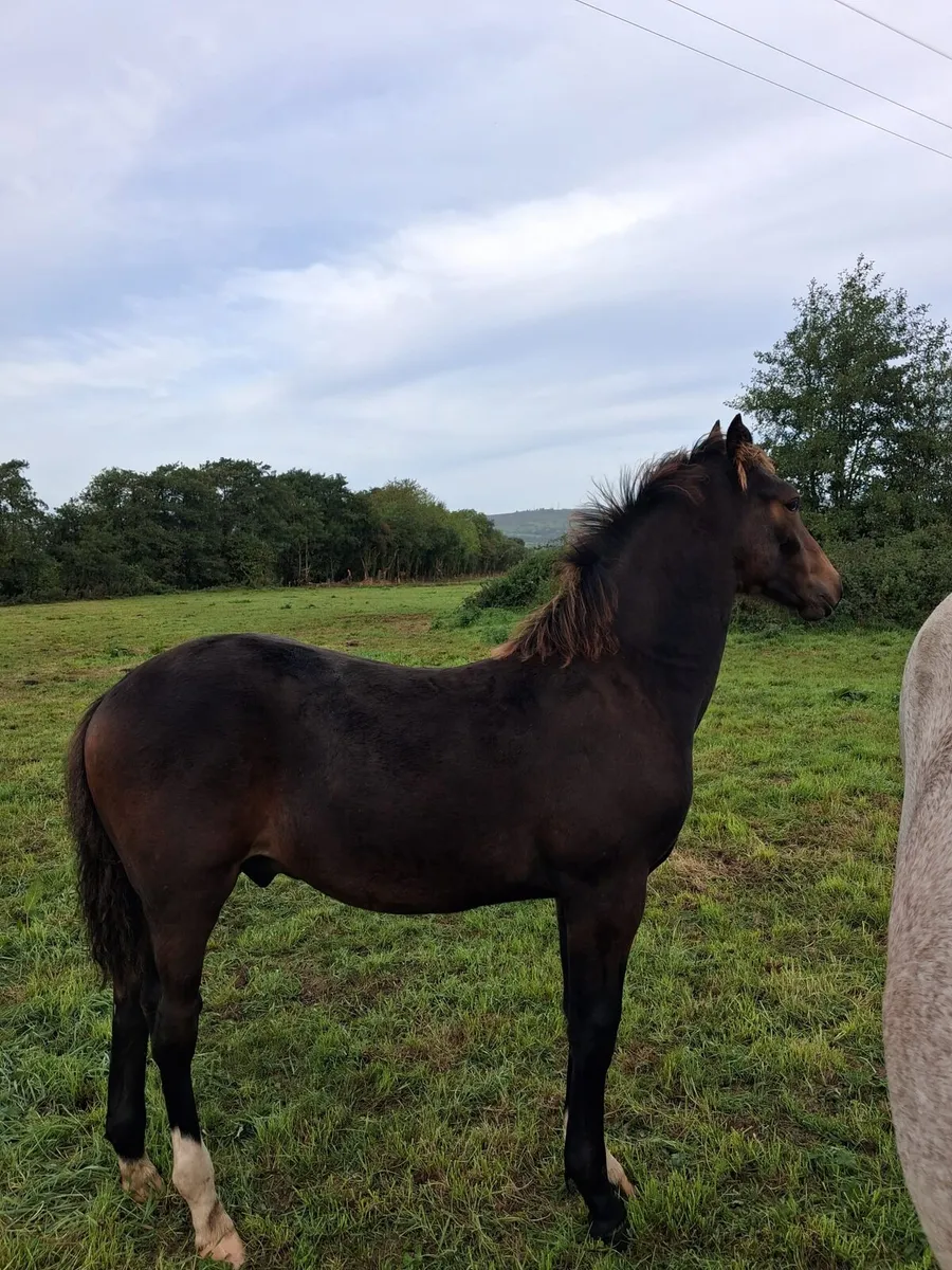 Bay colt foal - Image 3