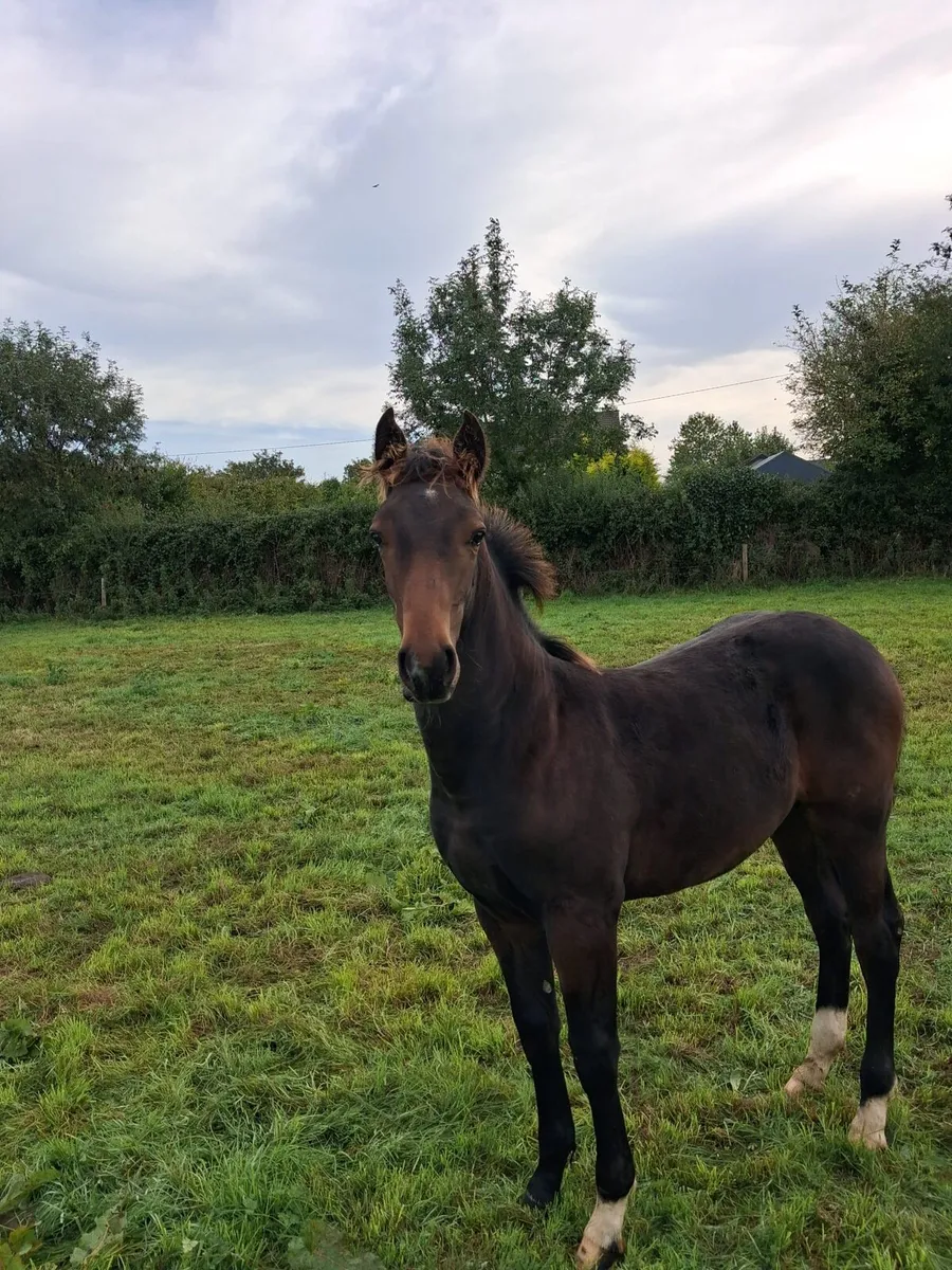 Bay colt foal - Image 1