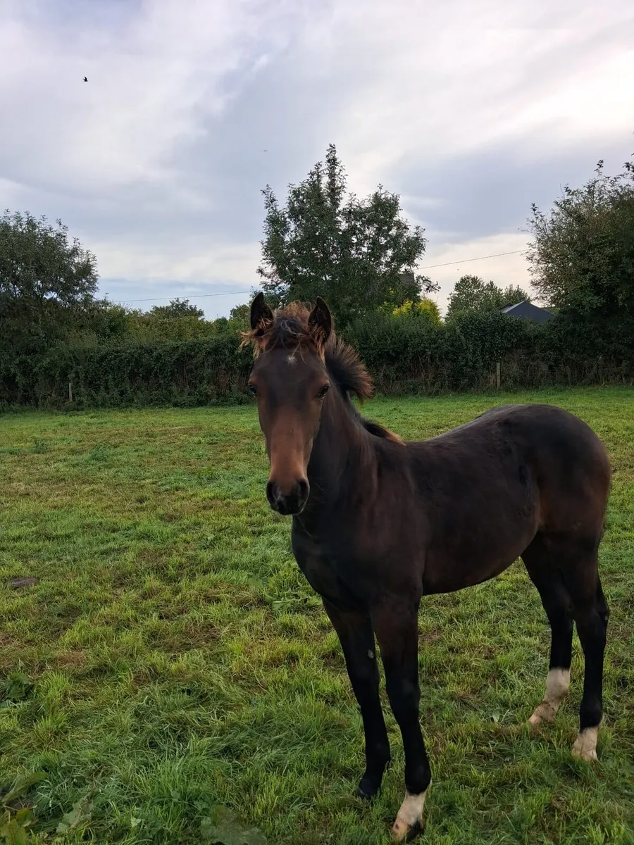 Bay colt foal - Image 4