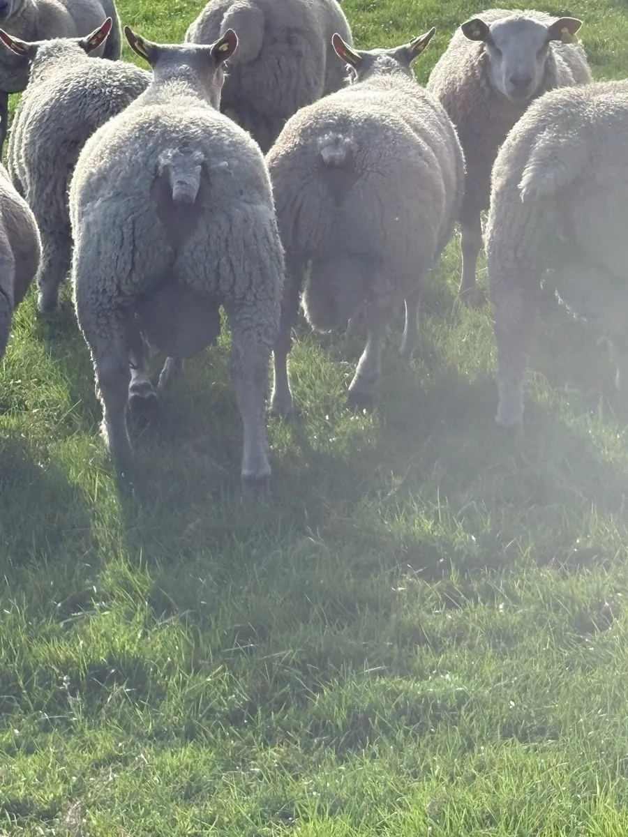 PBR Charolais Rams - Image 2