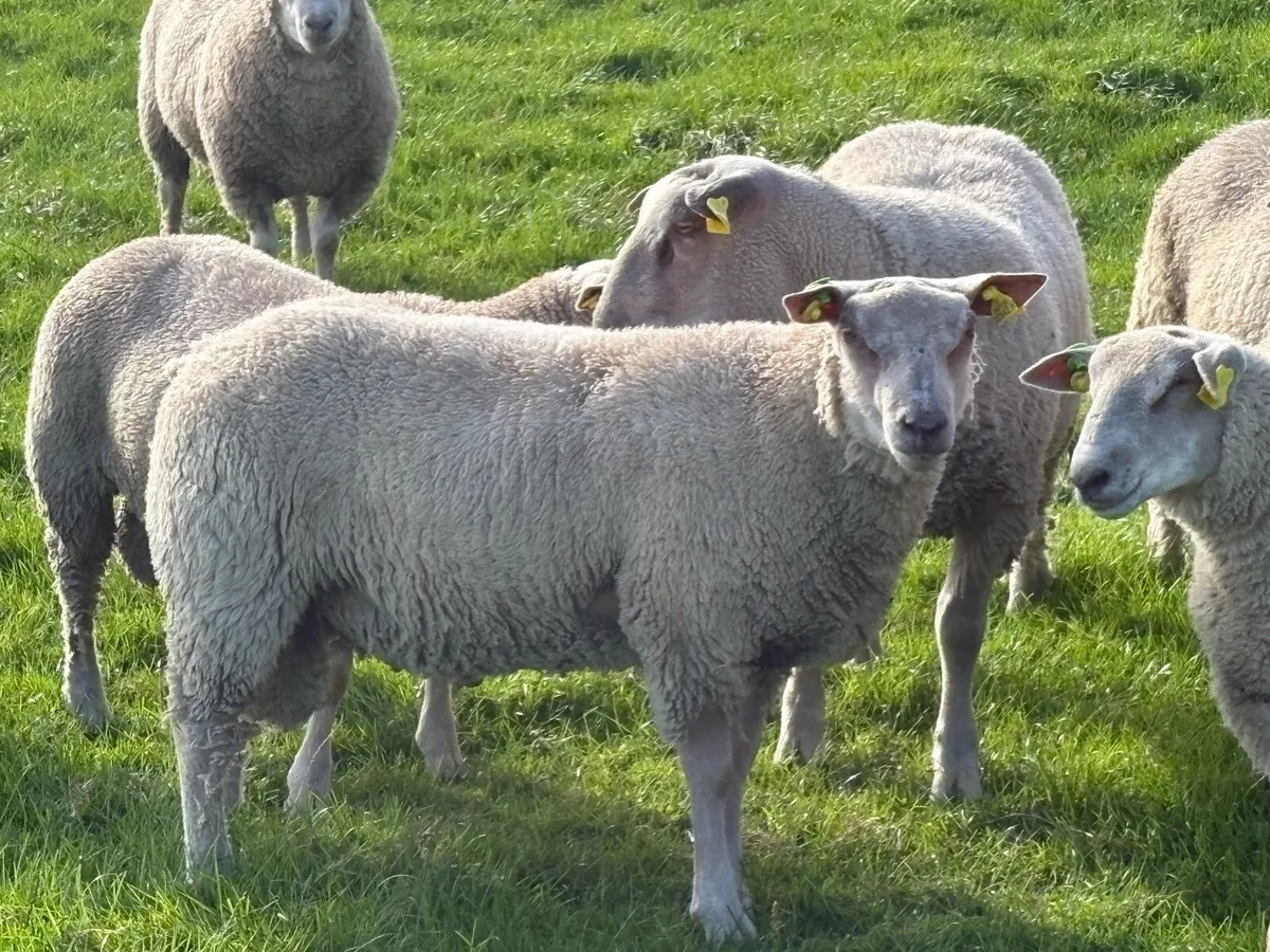 PBR Charolais Rams - Image 3