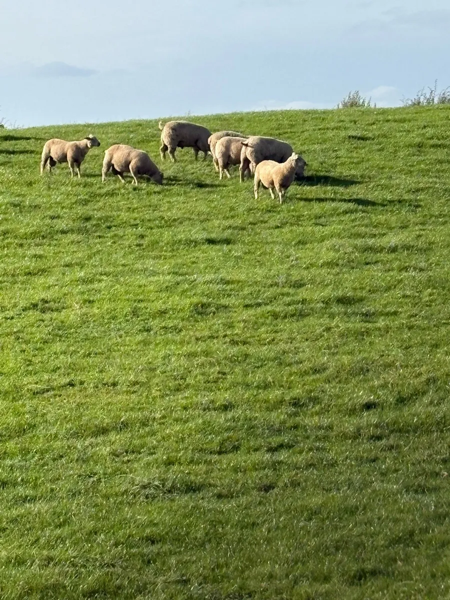 PBR Charolais Rams - Image 4