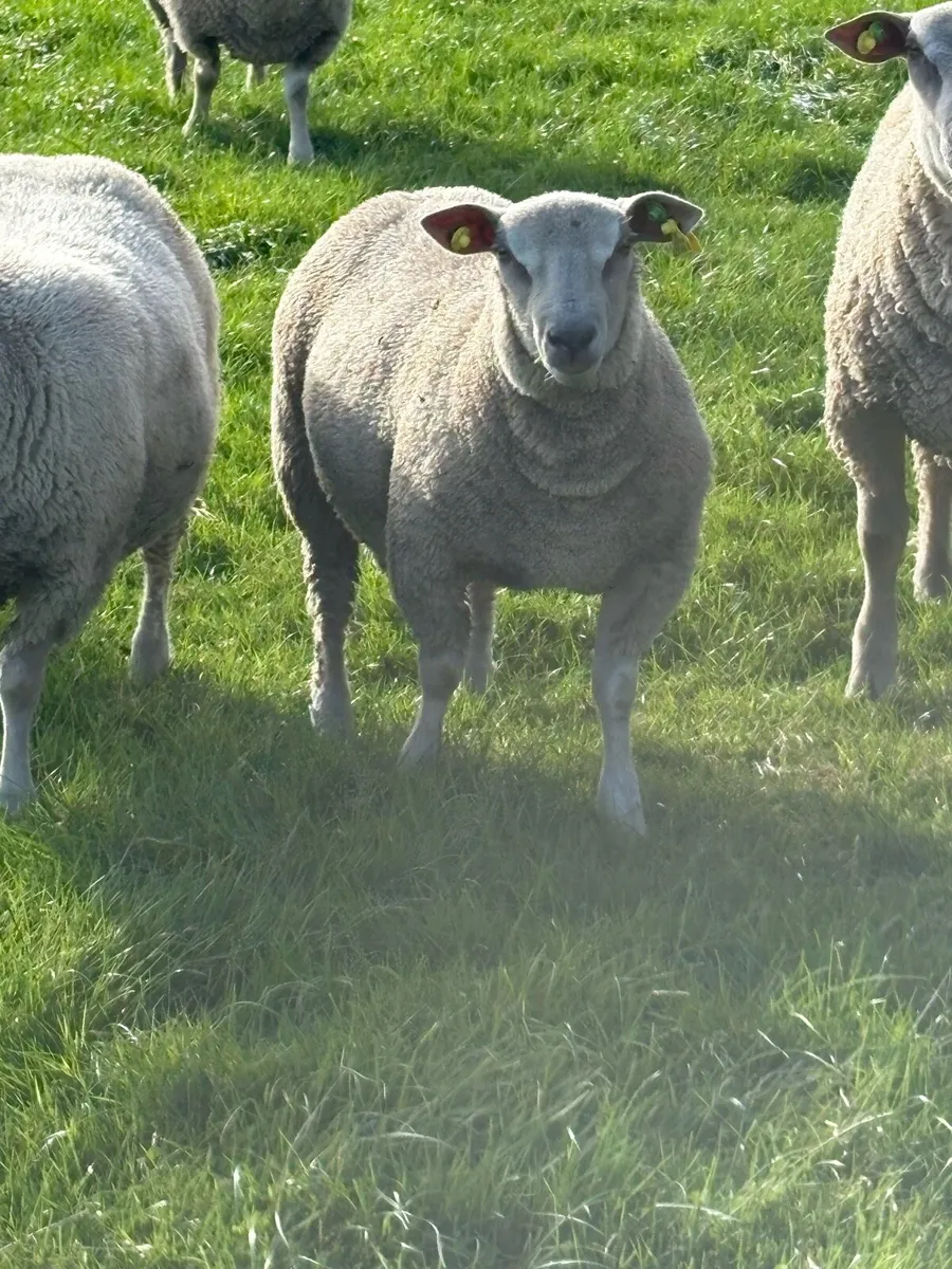 PBR Charolais Rams - Image 1