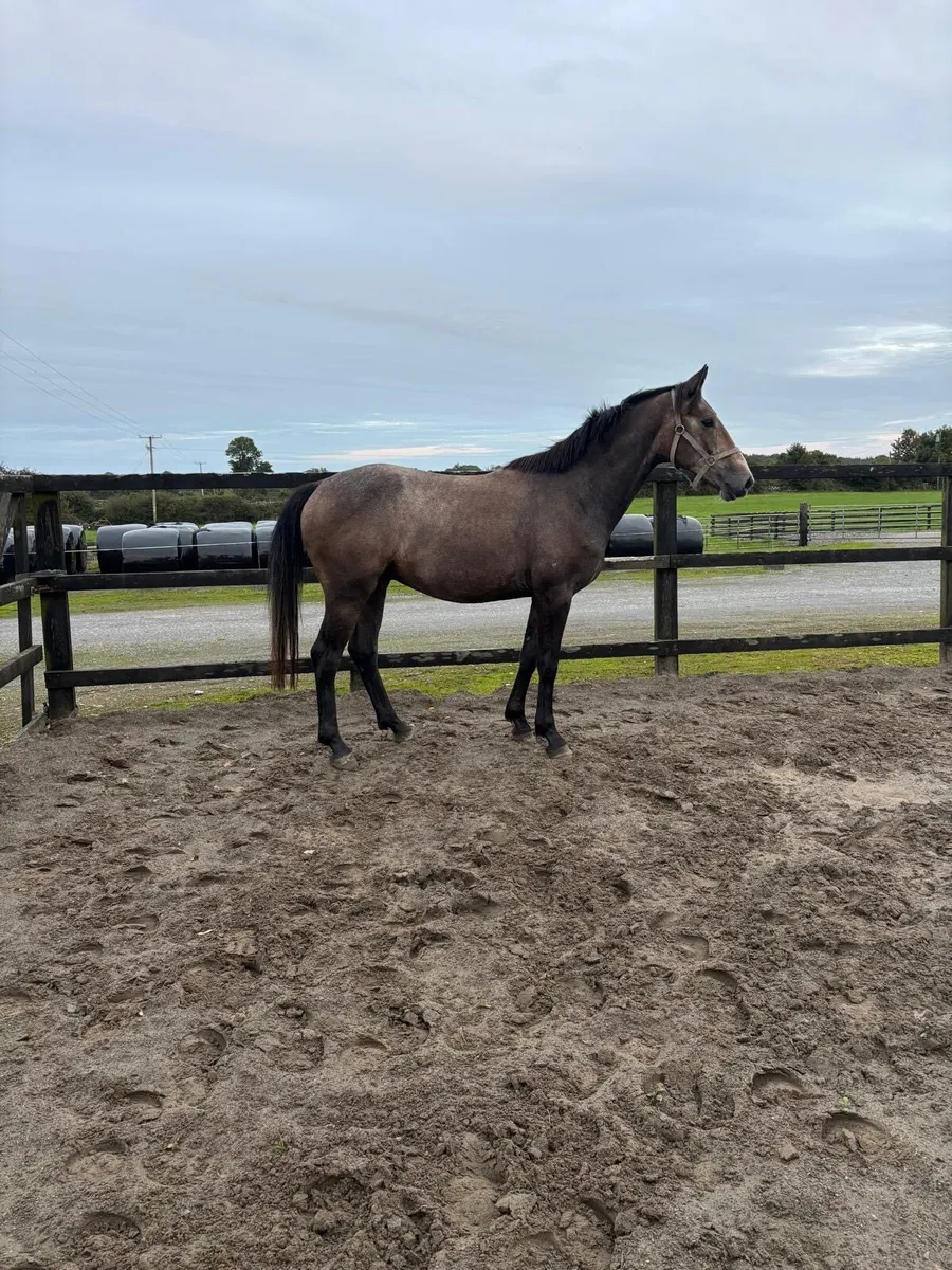 Sport Horse - Image 3