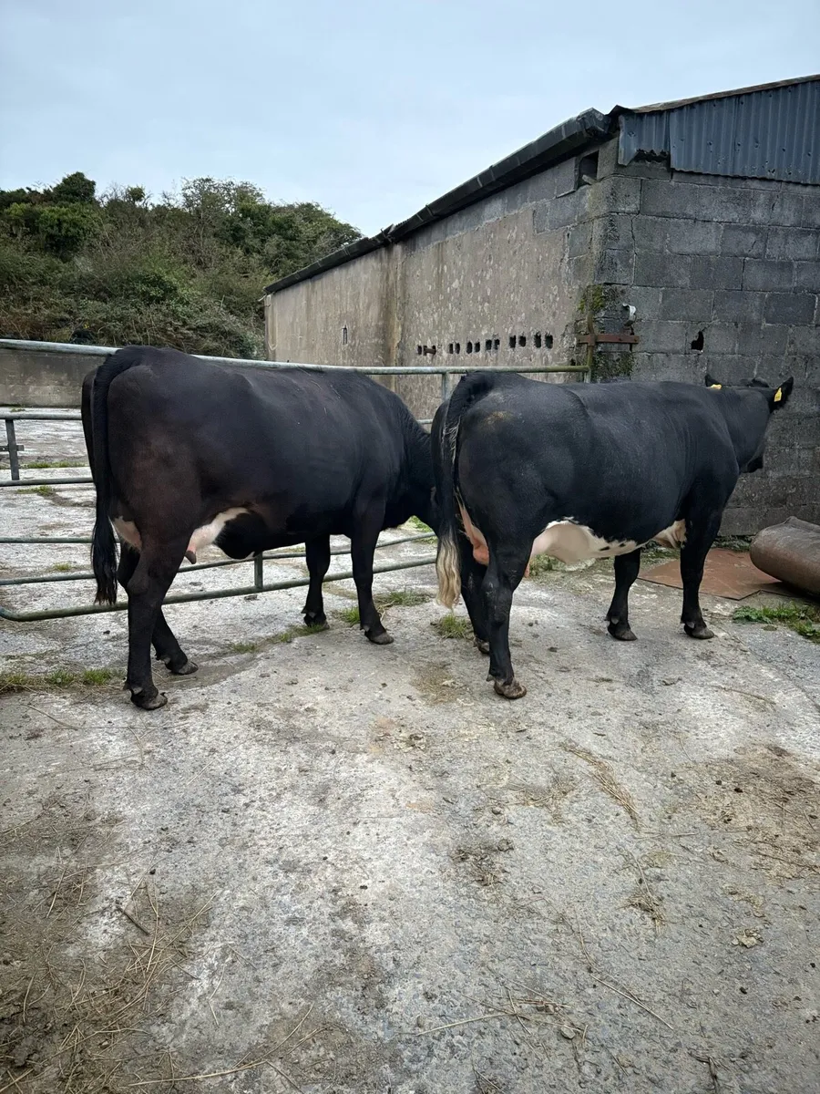 Two organic springer heifers - Image 1