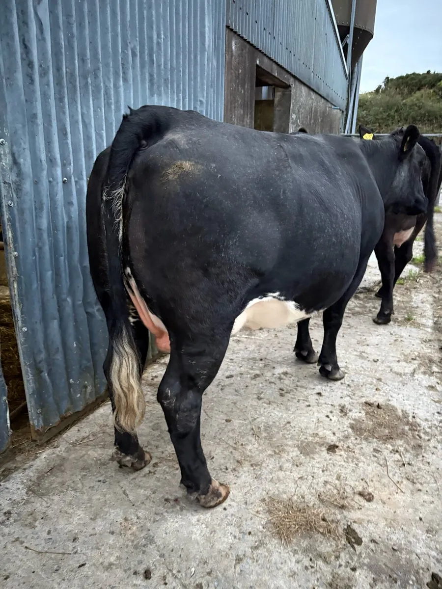 Two organic springer heifers - Image 2