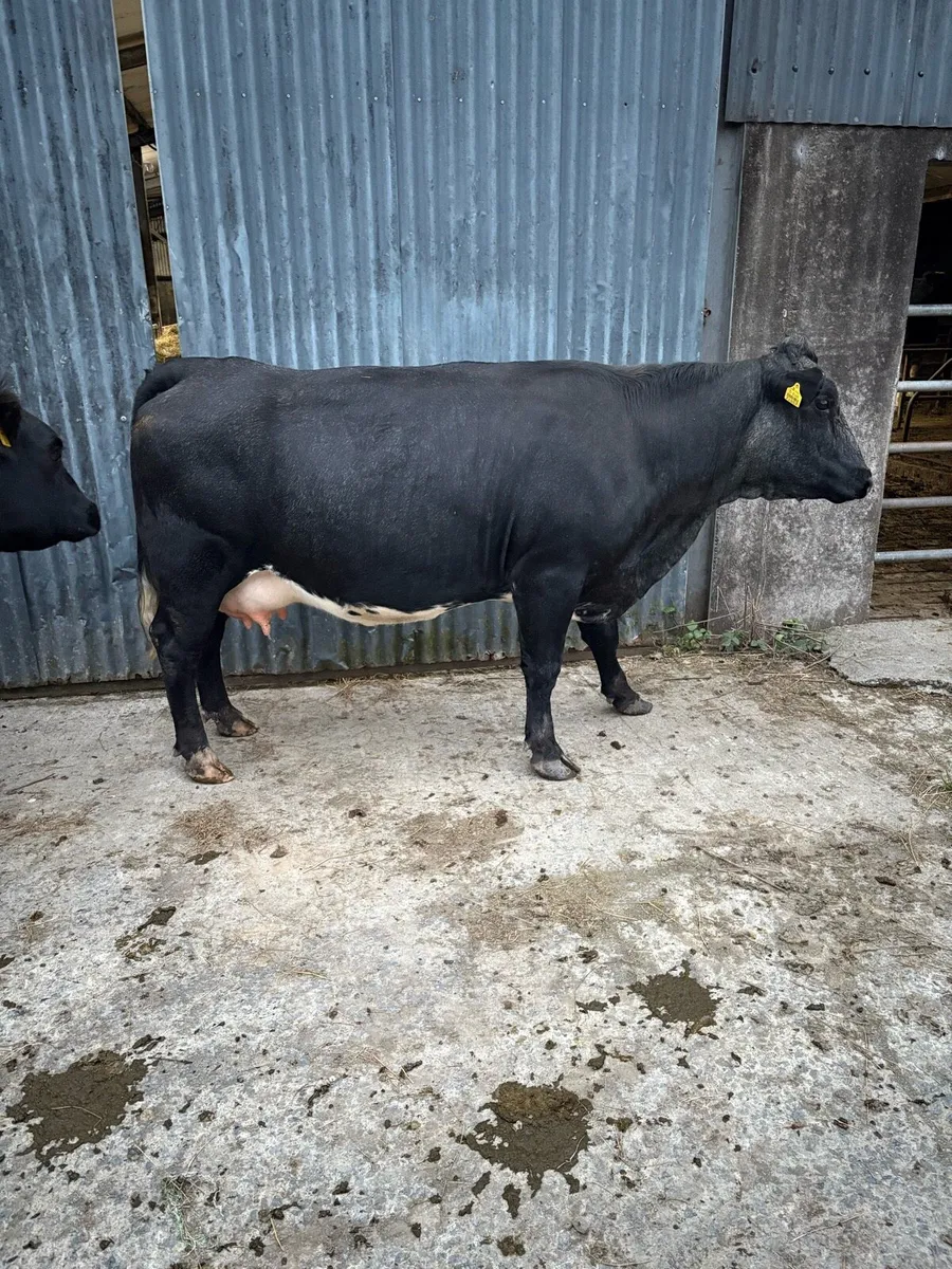 Two organic springer heifers - Image 3
