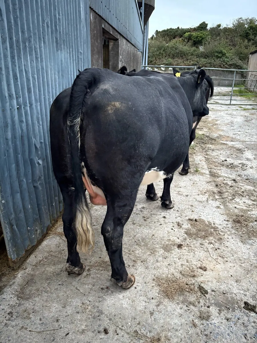Two organic springer heifers - Image 4