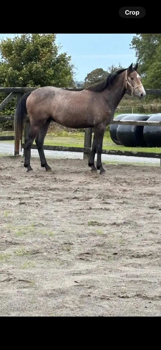 Sport Horse - Image 1