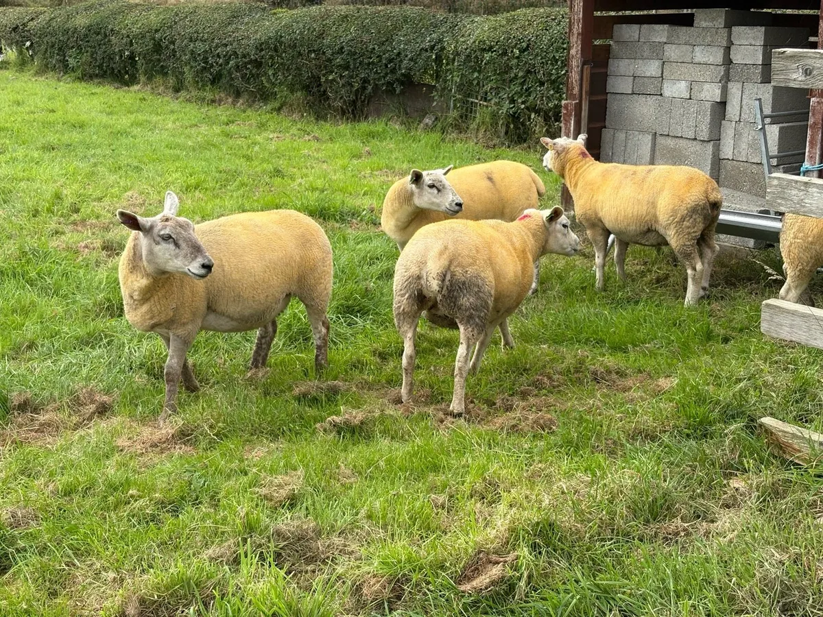 ⭐ 9 Texel x Hoggets ⭐ - Image 4