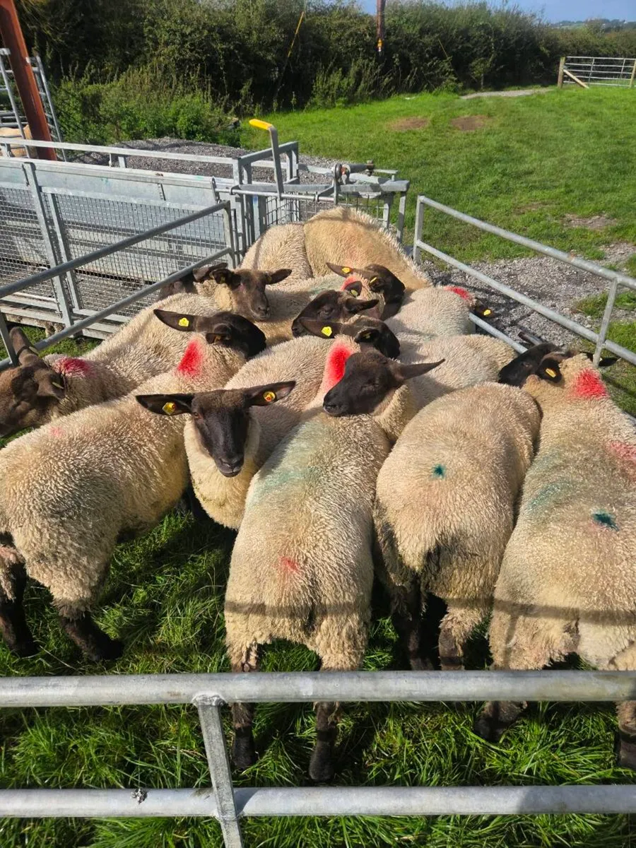 ewe lambs - Image 2