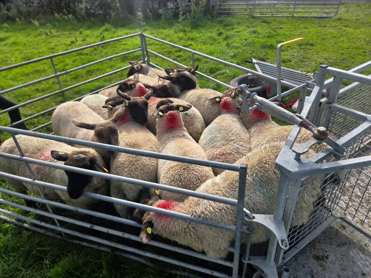 ewe lambs - Image 3