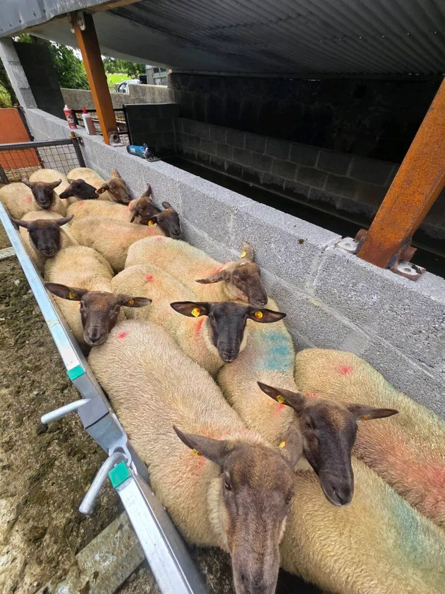 ewe lambs - Image 1
