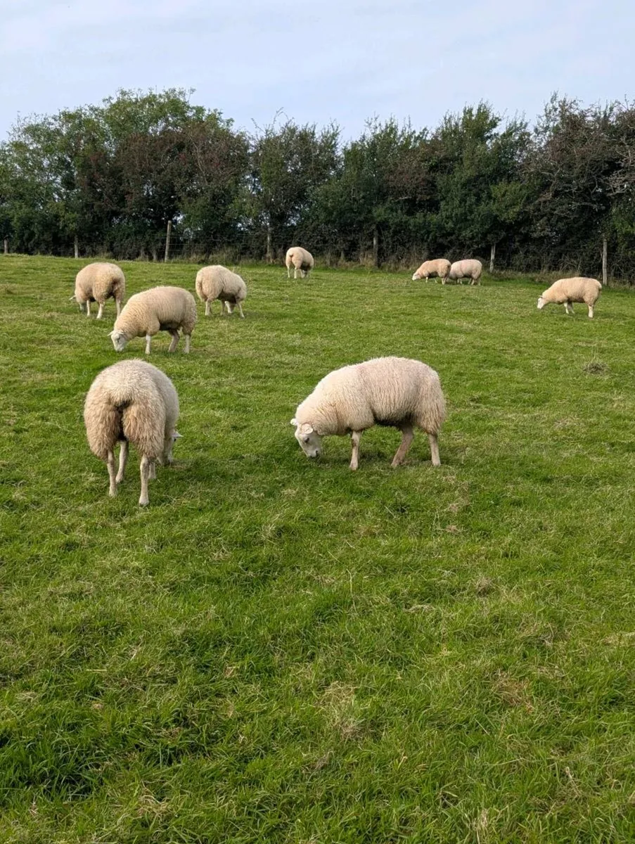 Belclare ewes lambs - Image 1