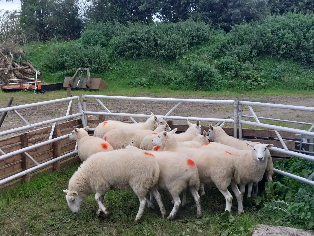 Hoggets - Image 2