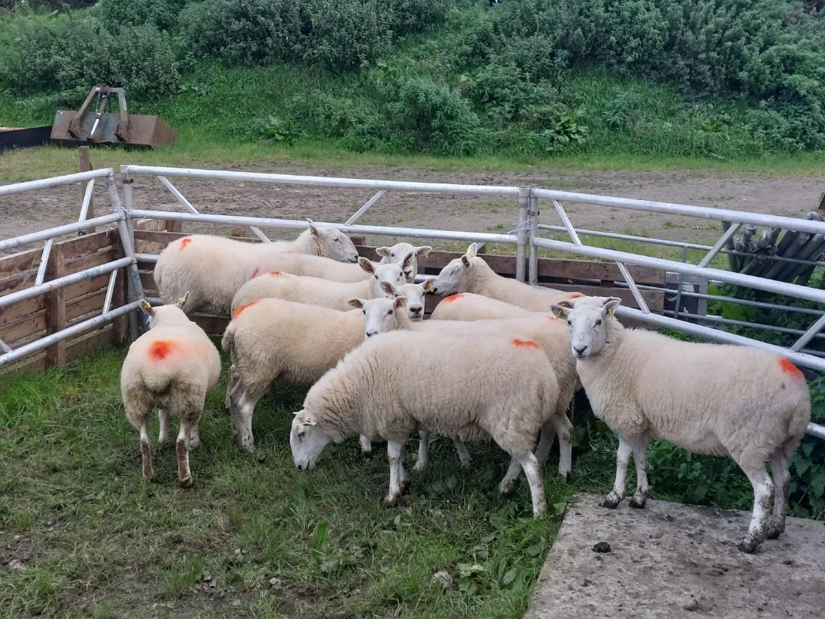 Hoggets - Image 1