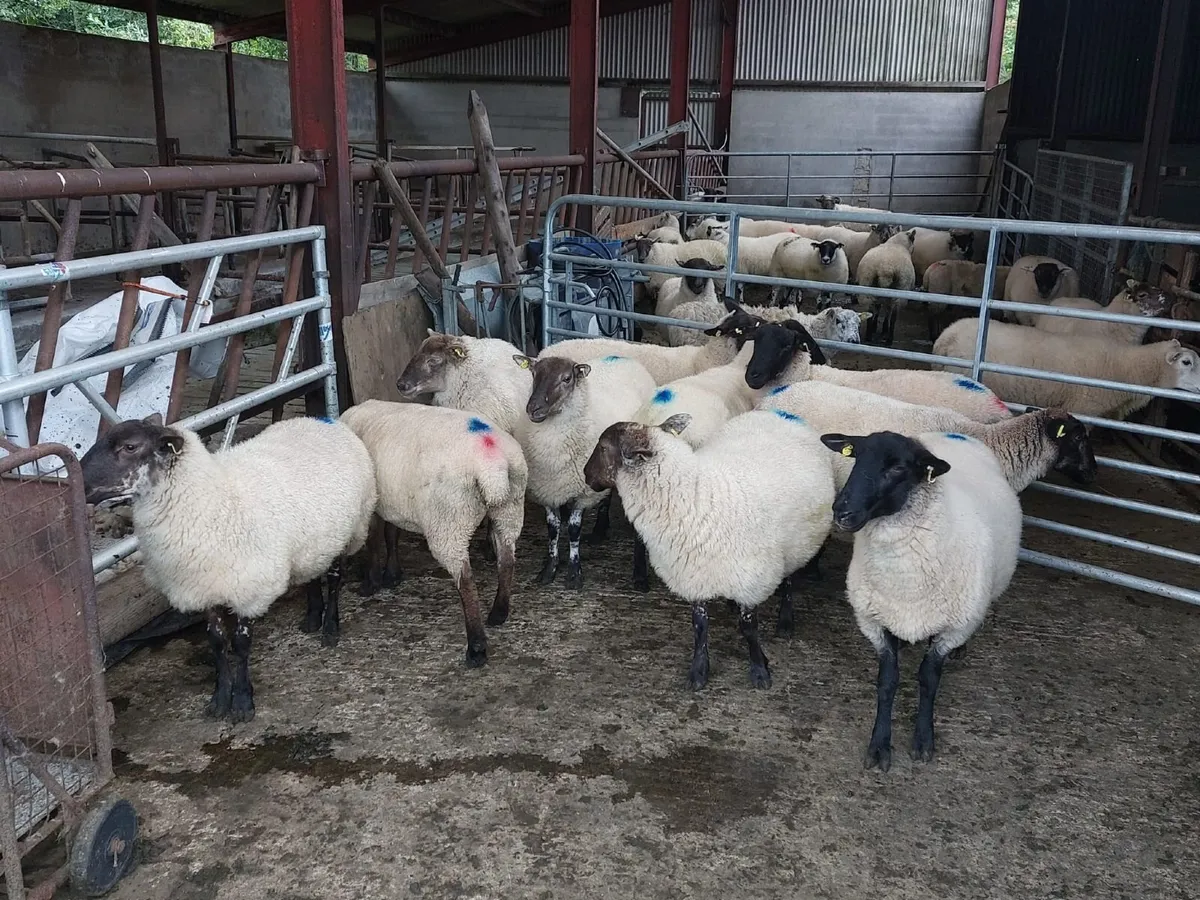 Hoggets - Image 3