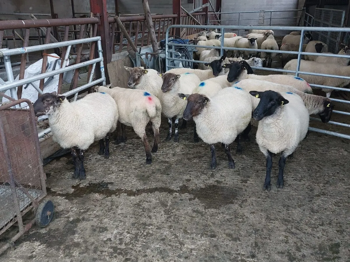 Hoggets - Image 4
