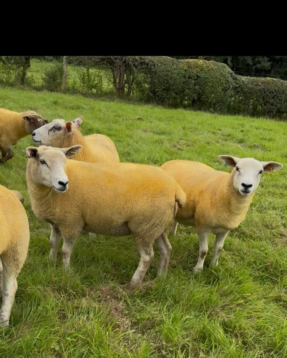 ⭐ 9 Texel x Hoggets ⭐ - Image 1