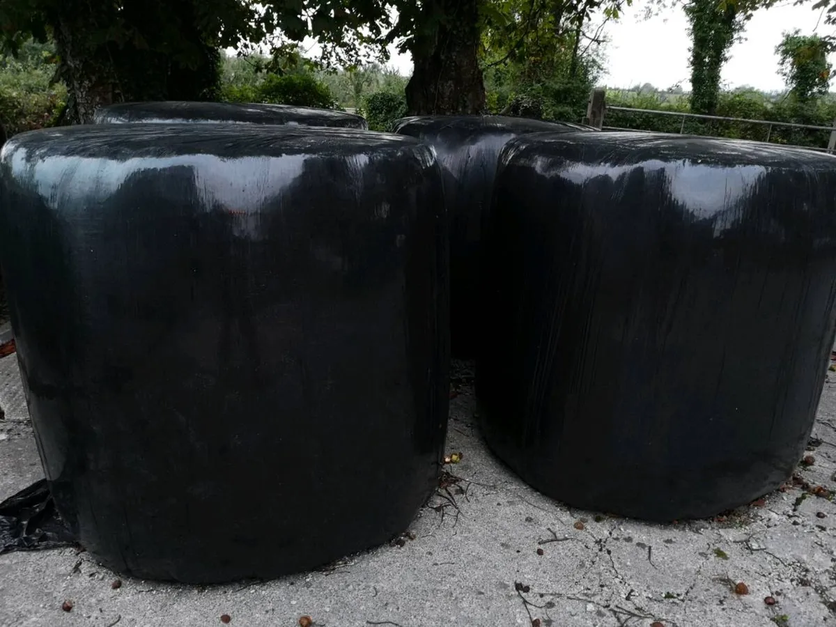 Silage bales for sale - Image 2