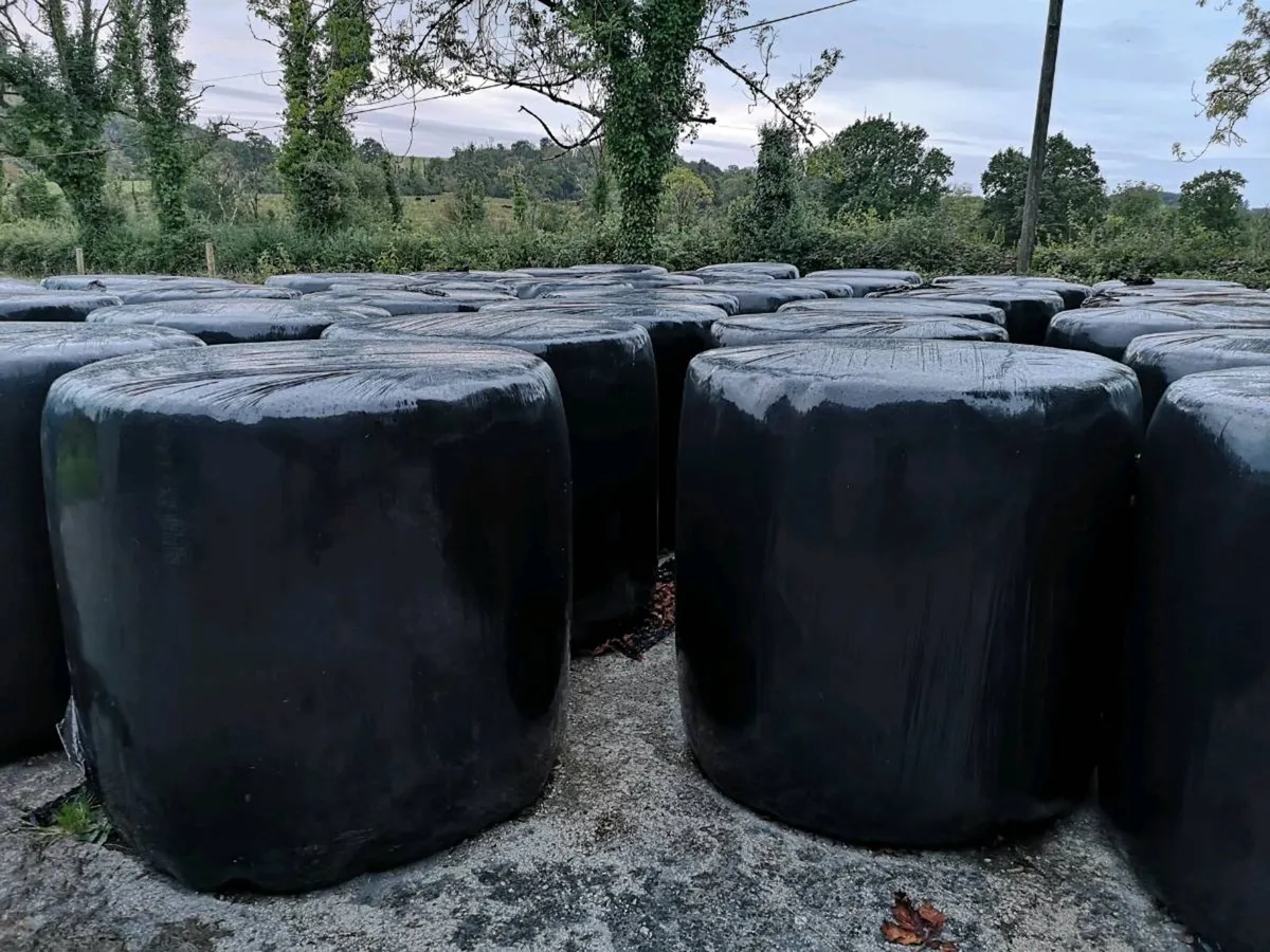 Silage bales for sale - Image 3