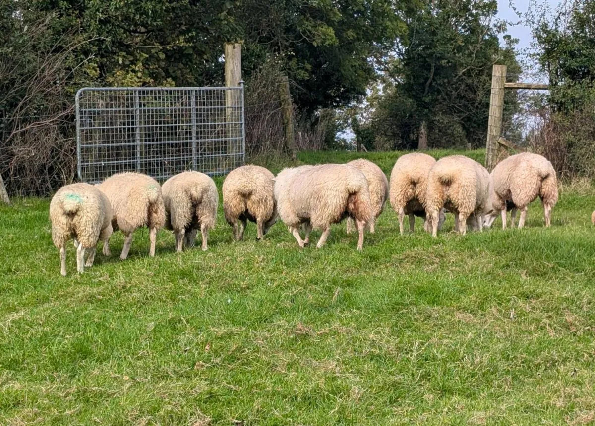 Belclare ewes lambs - Image 2