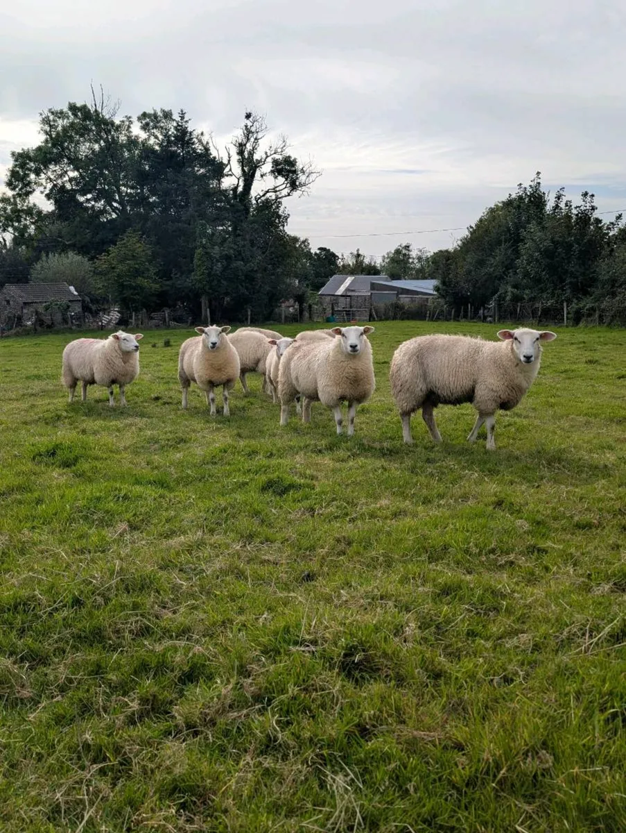 Belclare ewes lambs - Image 3