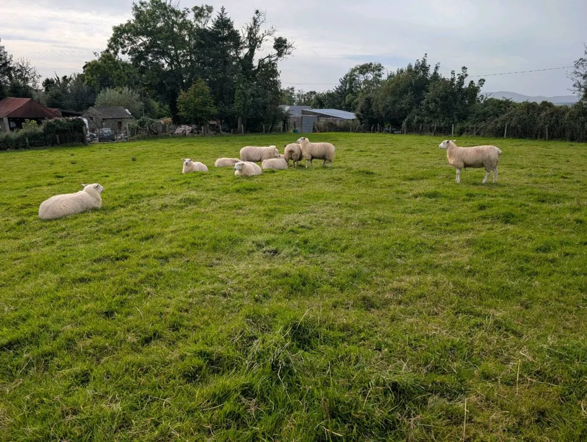 Belclare ewes lambs - Image 4
