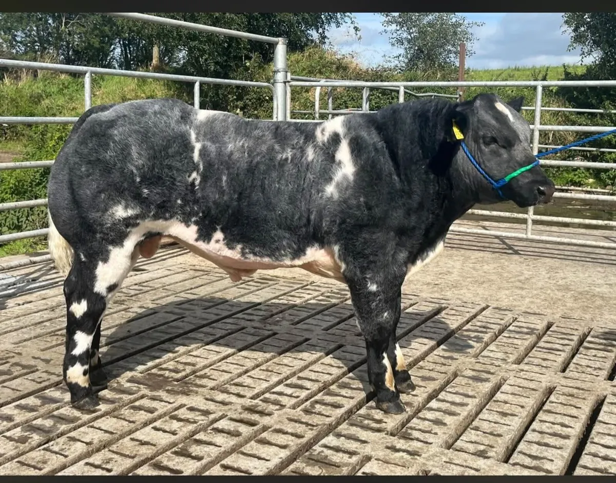 2 show calves for sale Gortatlea Mart - Image 2