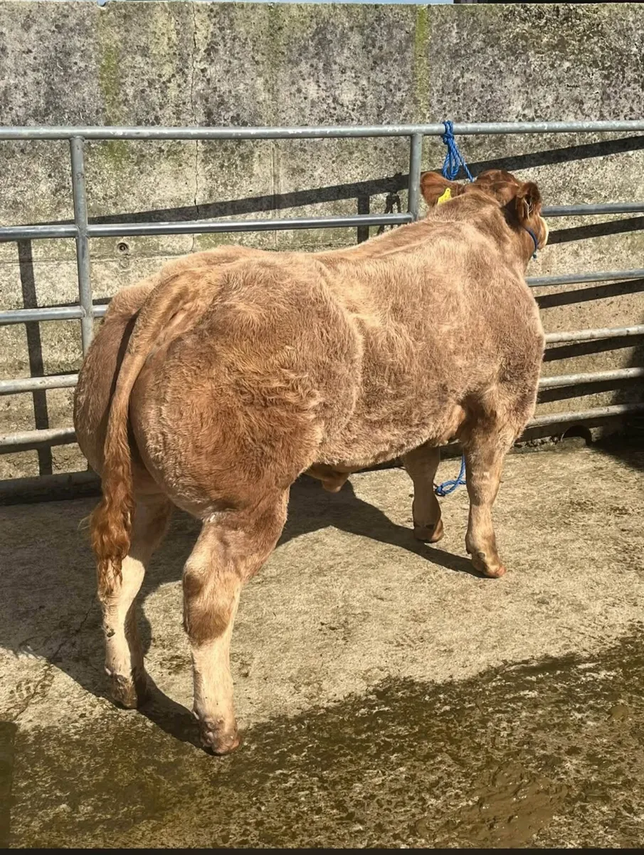 2 show calves for sale Gortatlea Mart - Image 4