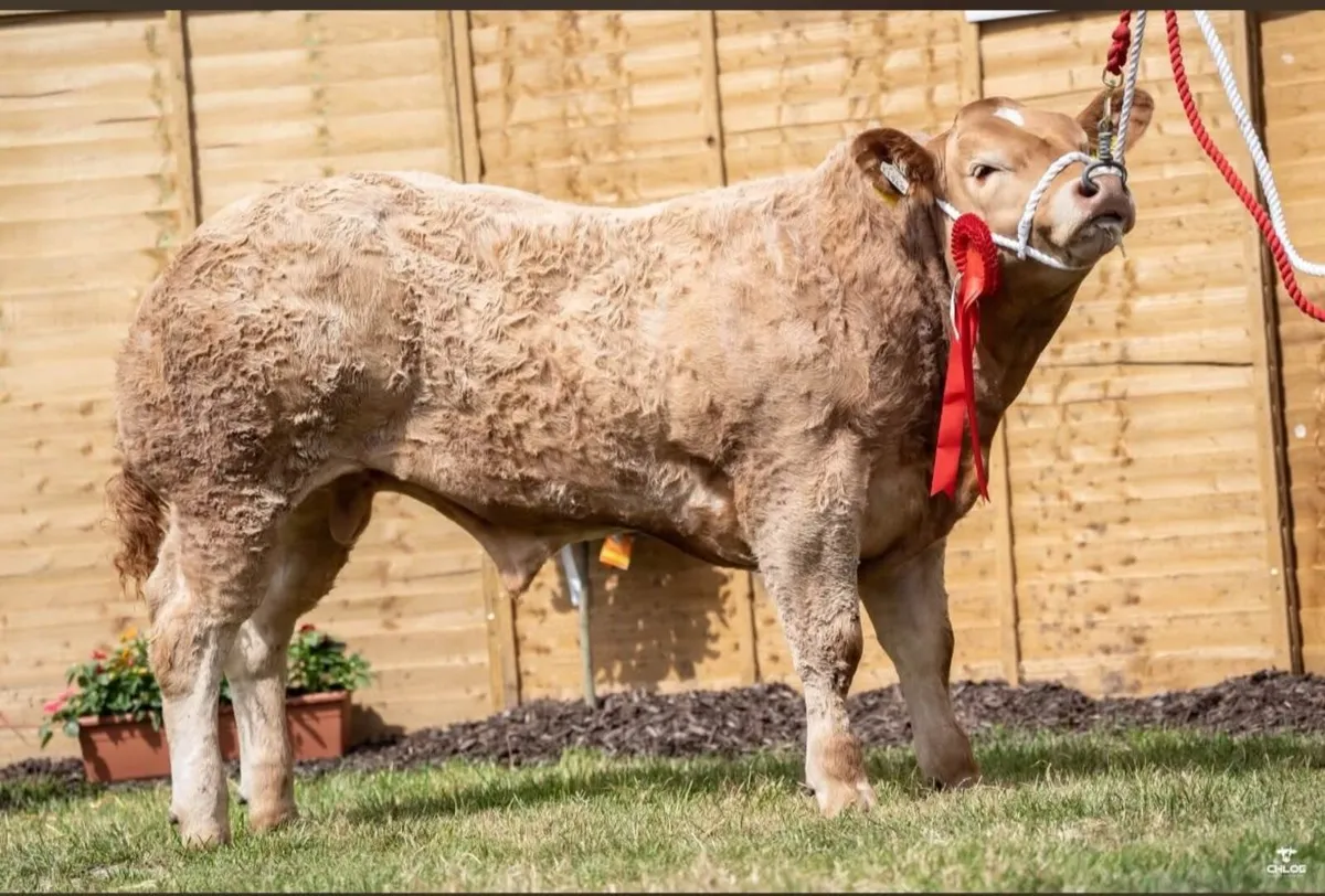 2 show calves for sale Gortatlea Mart - Image 3