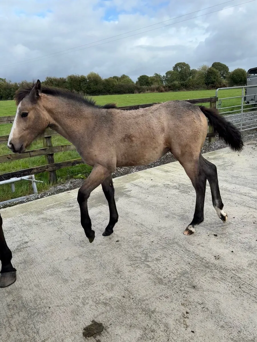 Connemara x ISH Dun filly - Image 2