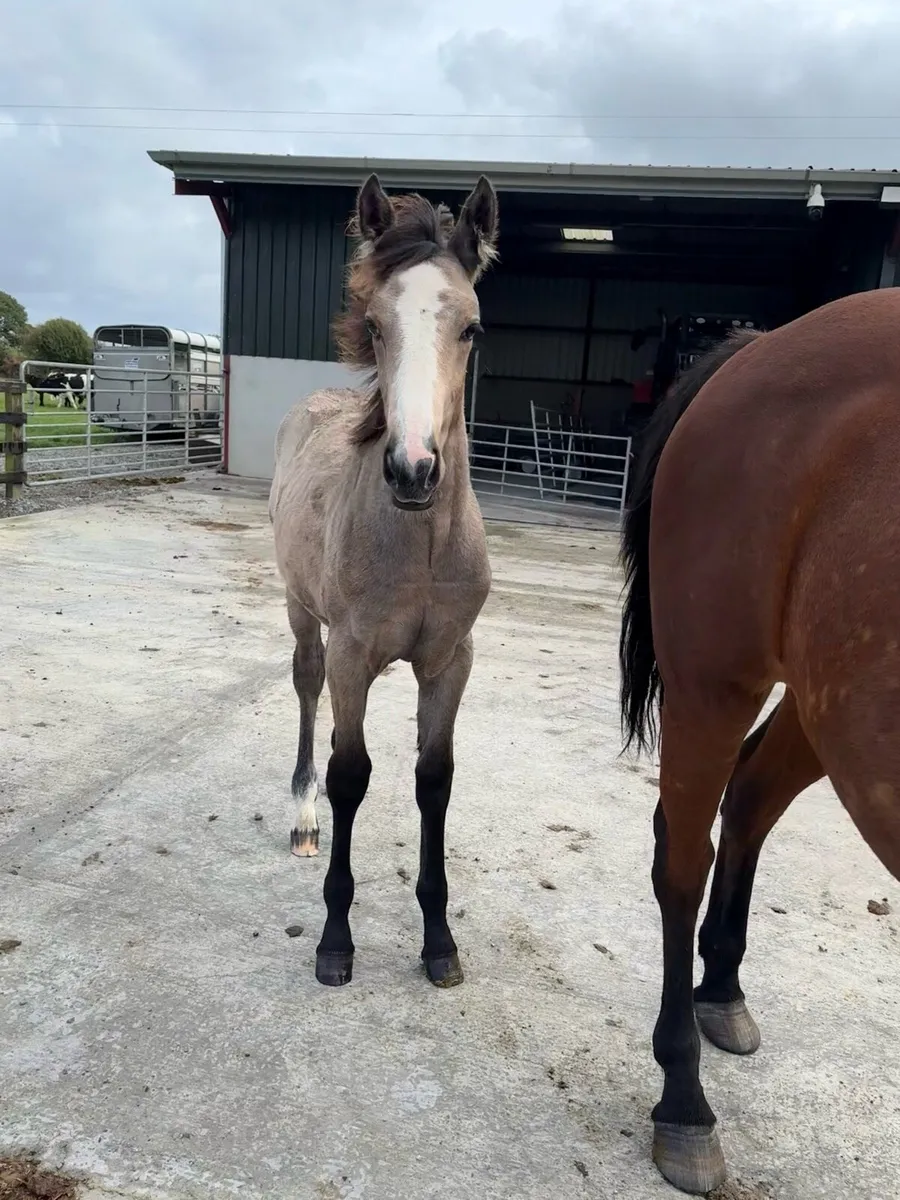 Connemara x ISH Dun filly - Image 3
