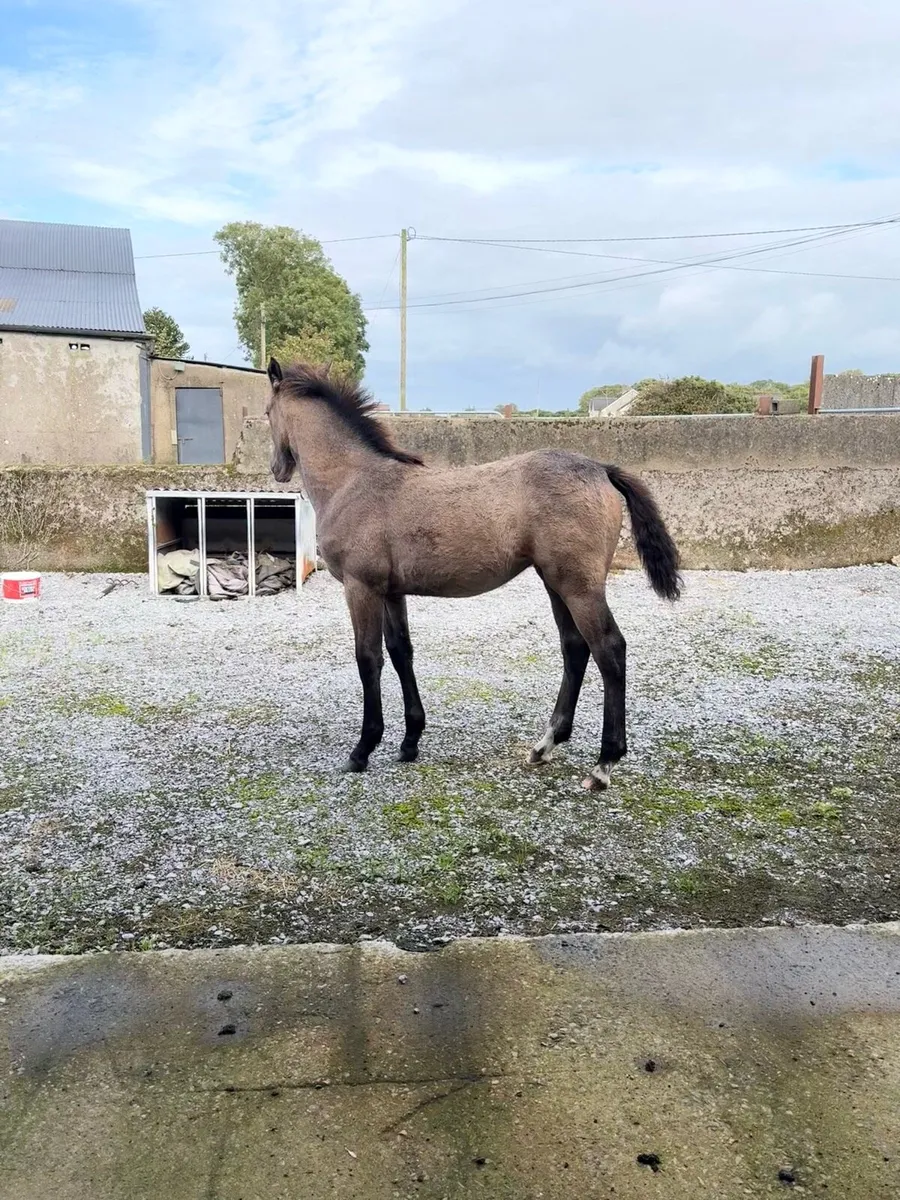 Connemara x ISH Dun filly - Image 4